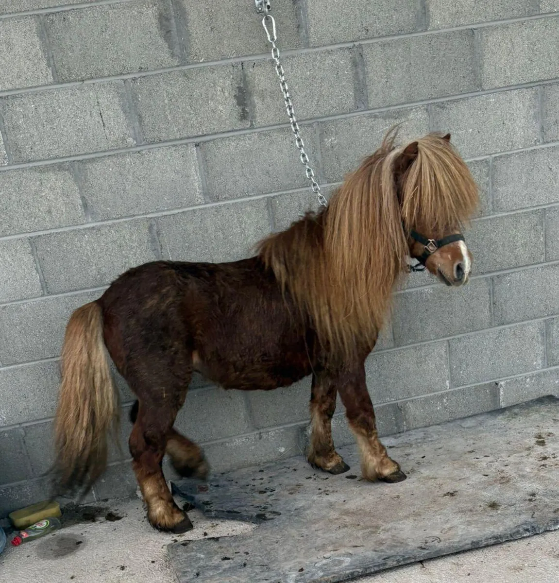 Small stallion/teaser pony - Image 4