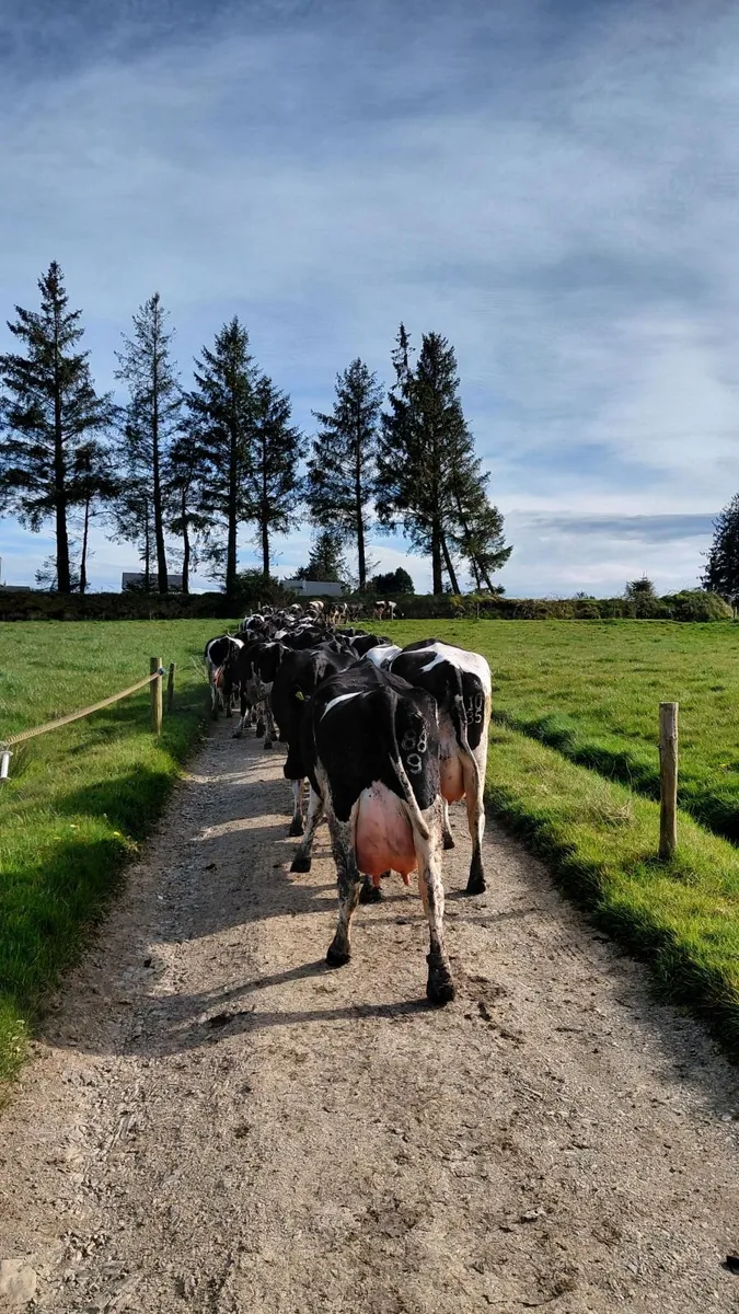 Dairy Clearance Sale Castleisland Mart 29 April - Image 3