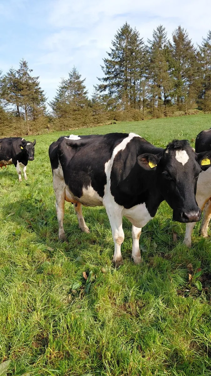 Dairy Clearance Sale Castleisland Mart 29 April - Image 4