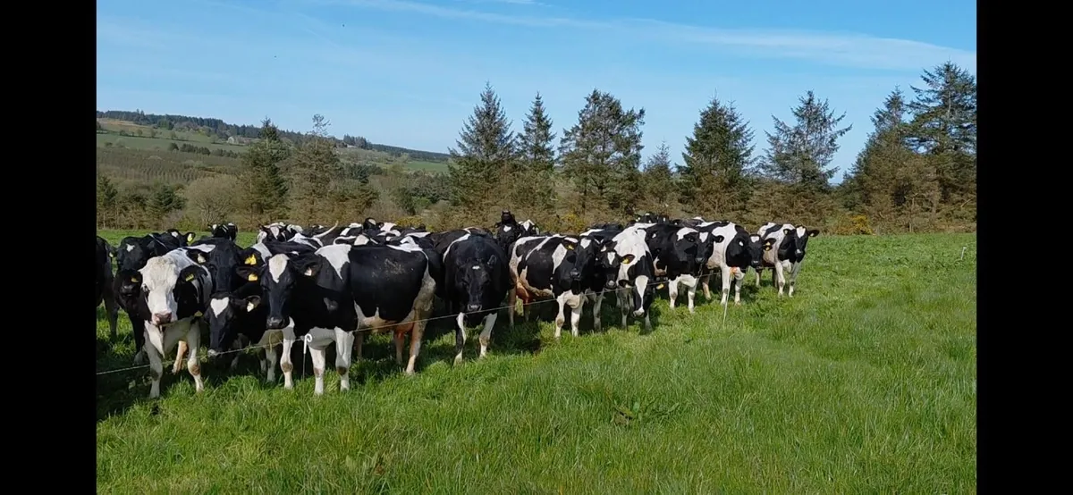 Dairy Clearance Sale Castleisland Mart 29 April - Image 1