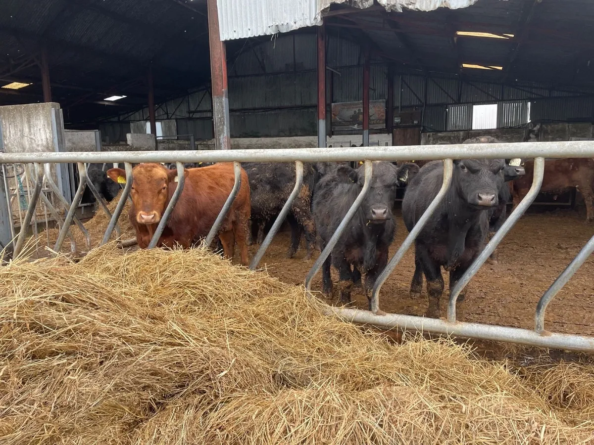 PBR Black and Red Angus Bulls - Image 1