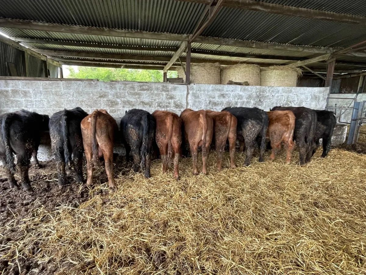 PBR Black and Red Angus Bulls - Image 4