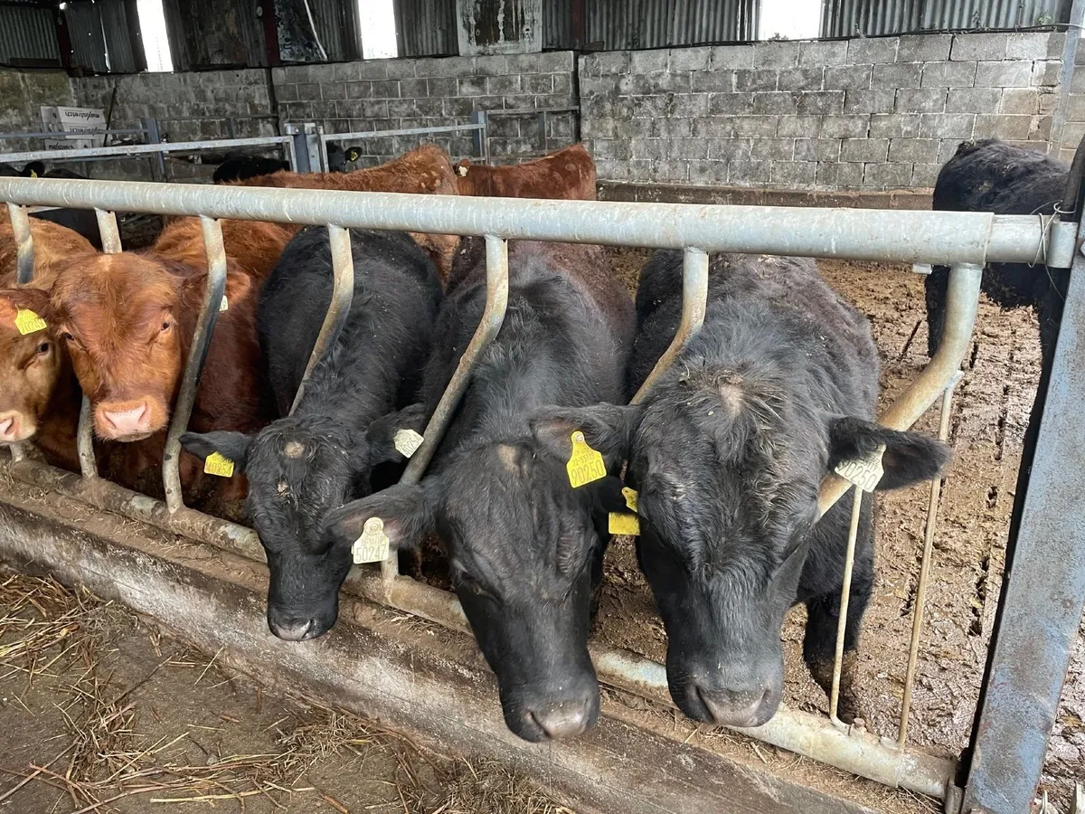 PBR Black and Red Angus Bulls - Image 2