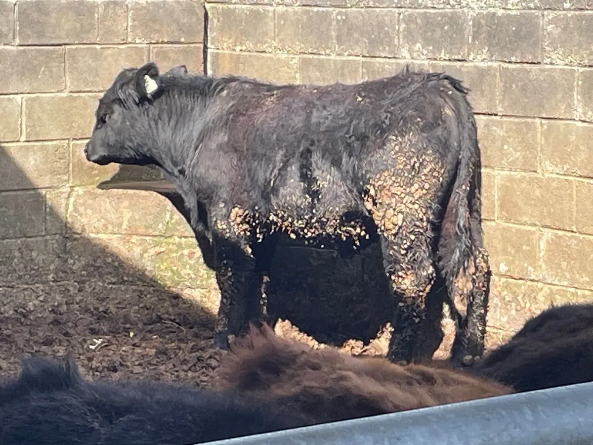 PBR Black and Red Angus Bulls - Image 3
