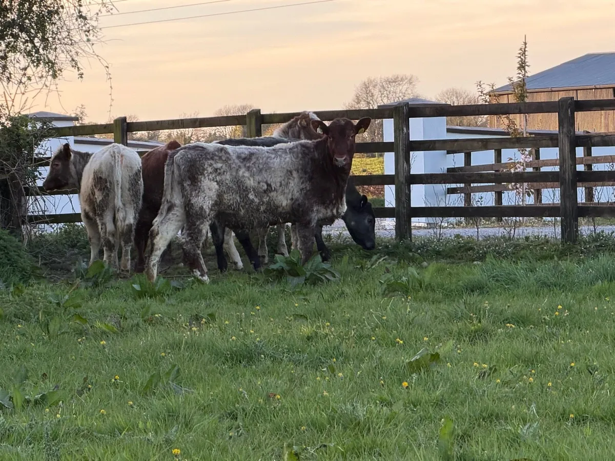 6 super shorthorn 5 star heifers ⭐️ - Image 3