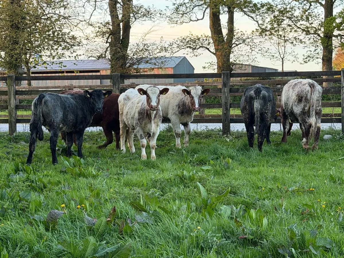 6 super shorthorn 5 star heifers ⭐️ - Image 4