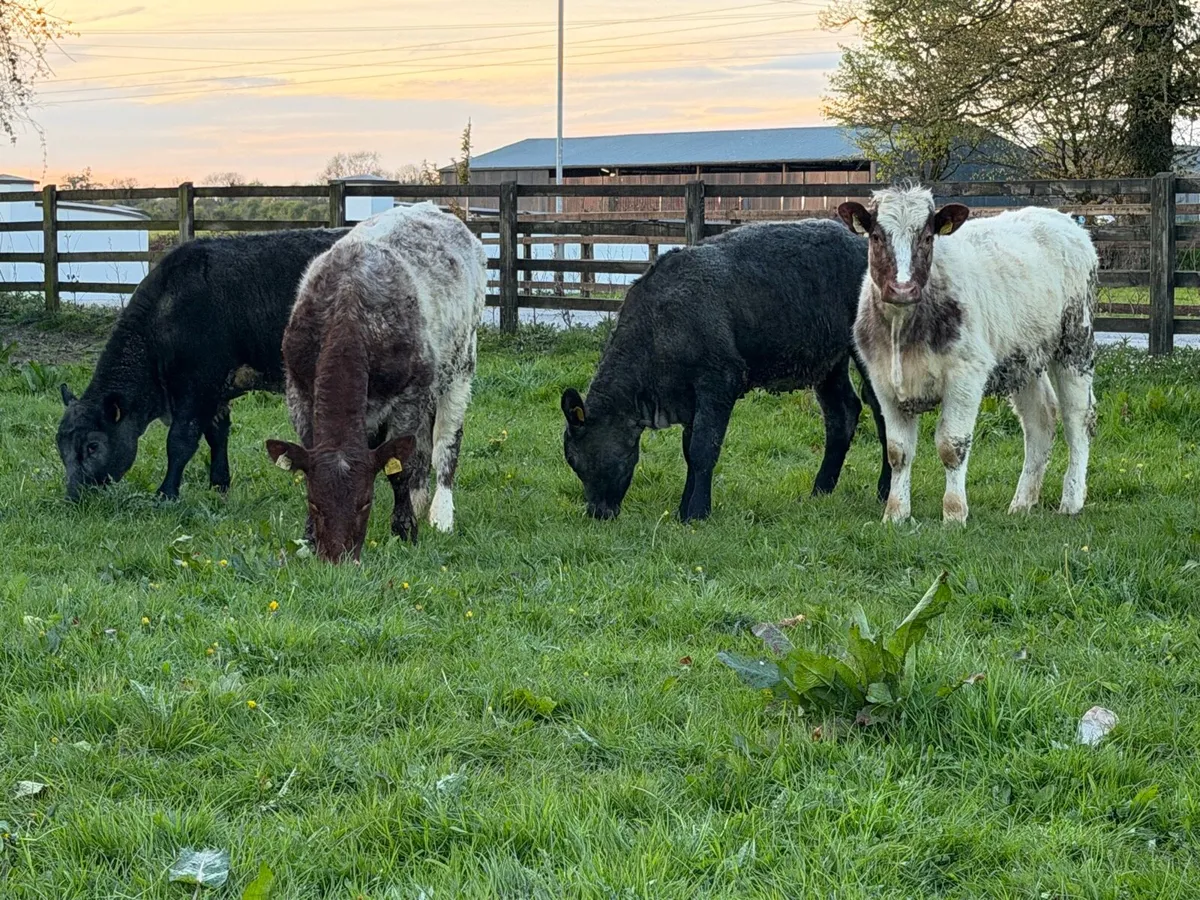 6 super shorthorn 5 star heifers ⭐️ - Image 1