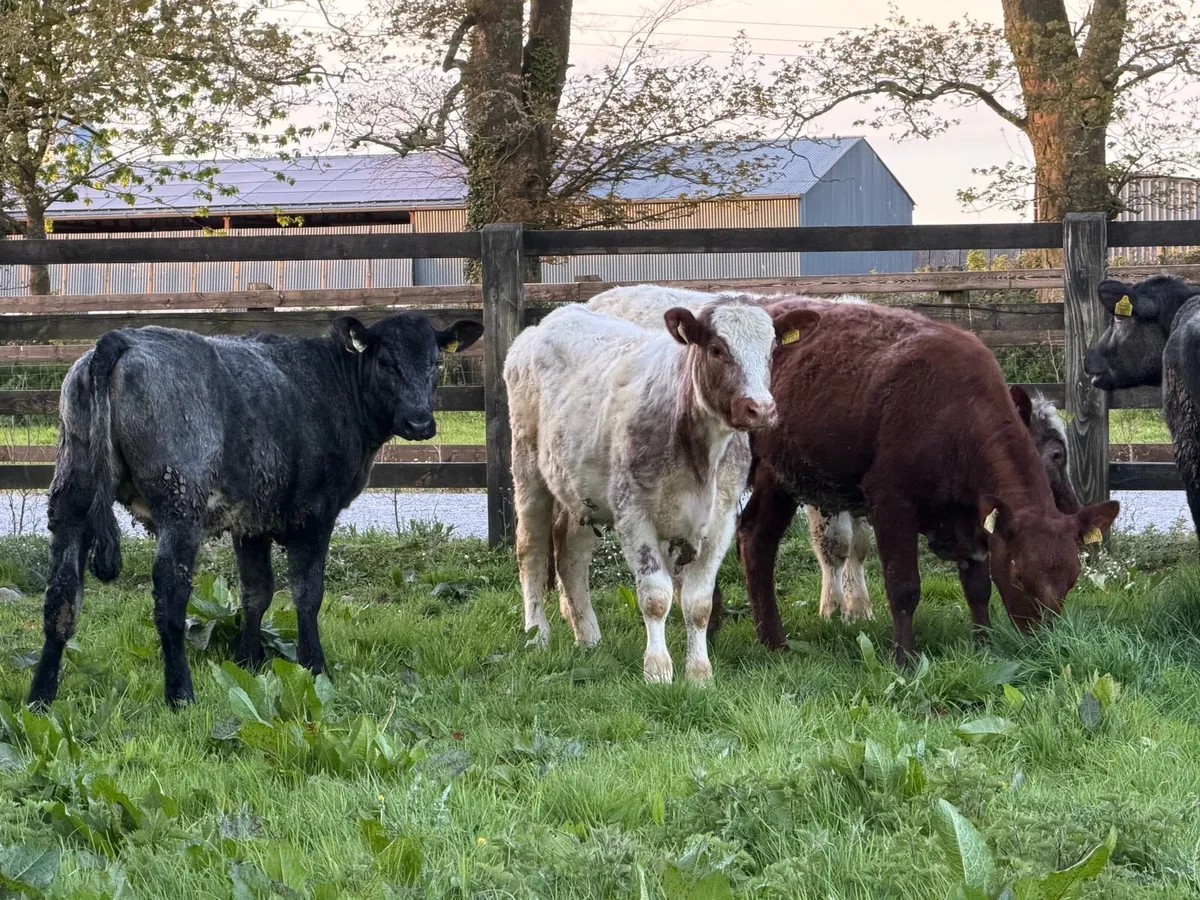 6 super shorthorn 5 star heifers ⭐️ - Image 2