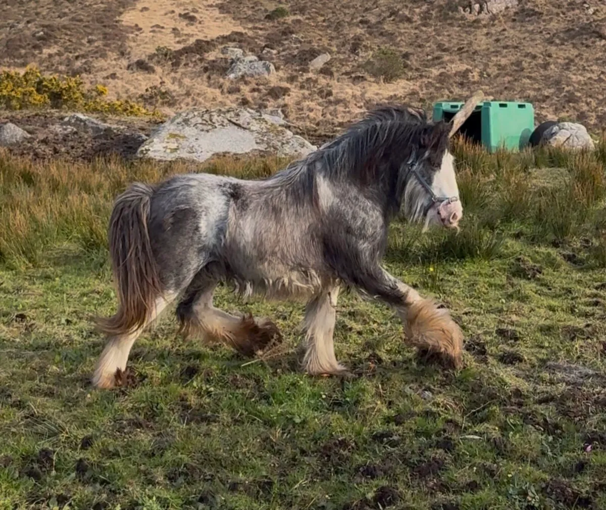 Stunning heavy blue/blagdon Traditional Cob - Image 1