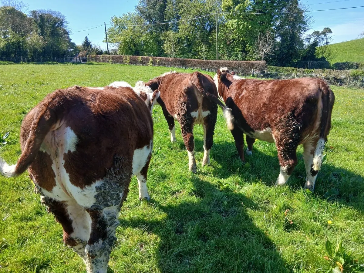 Pedigree Hereford Maiden Heifers - Image 2