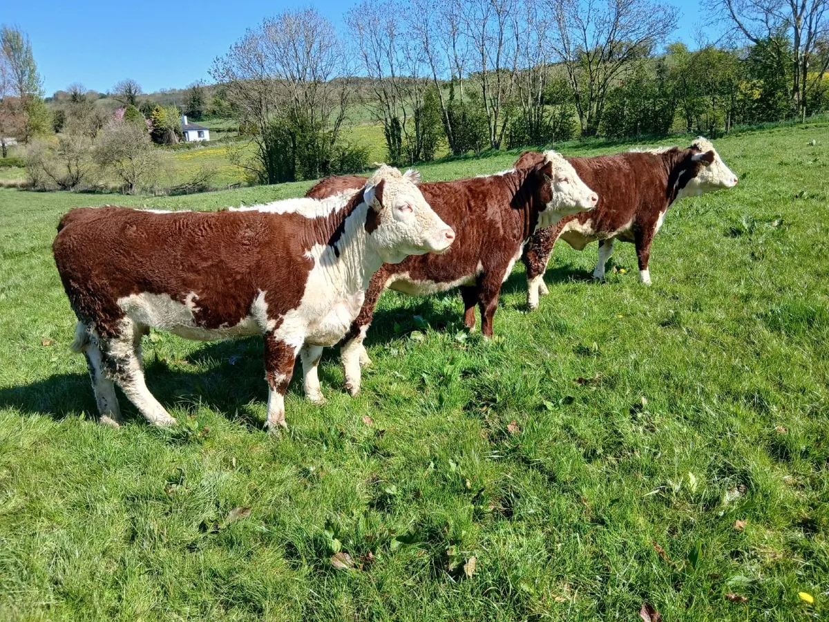 Pedigree Hereford Maiden Heifers - Image 1