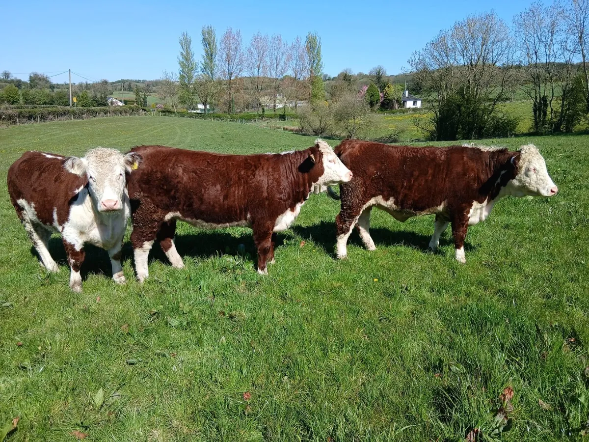 Pedigree Hereford Maiden Heifers - Image 3