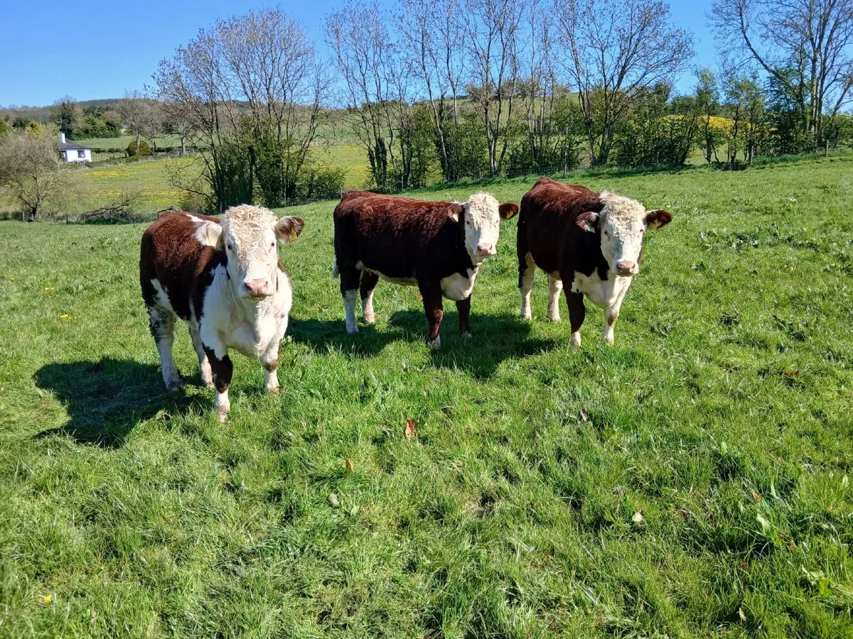 Pedigree Hereford Maiden Heifers - Image 4