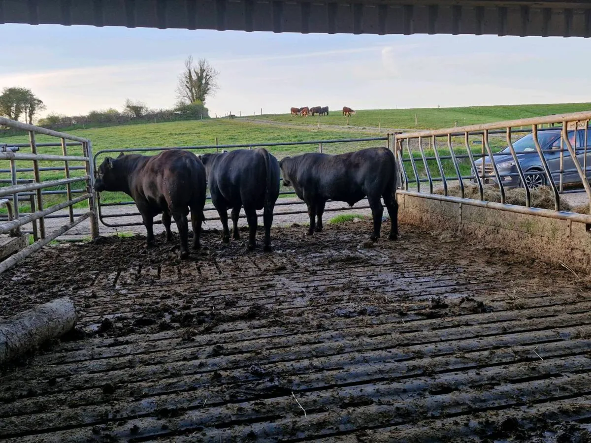 Pedigree Angus Bull - Image 4