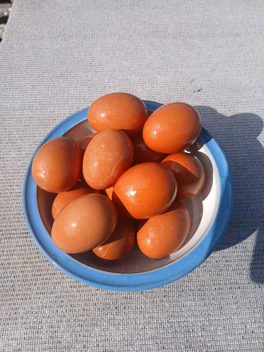 Hatching Eggs - Image 2