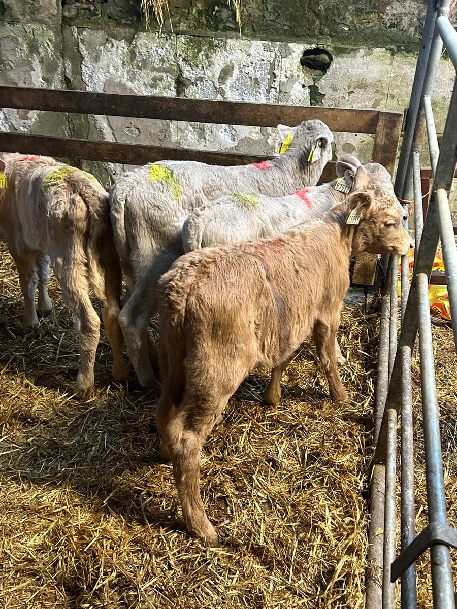 4 charlaois heifer calves - Image 1