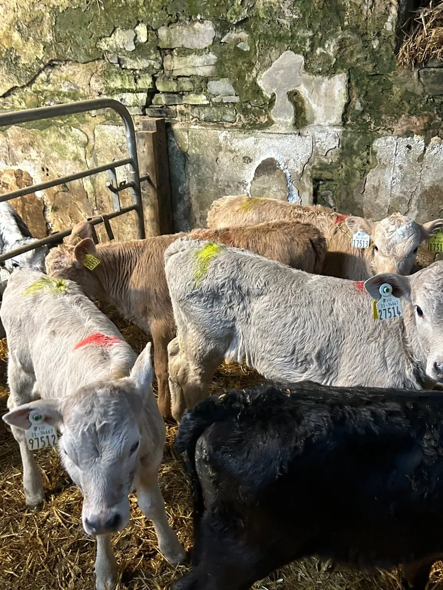 4 charlaois heifer calves - Image 2