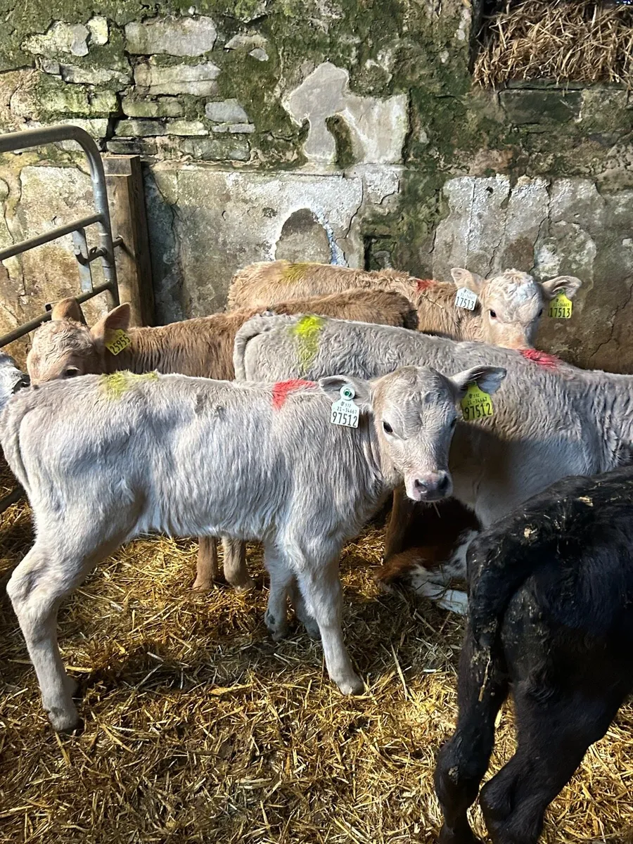 4 charlaois heifer calves - Image 3
