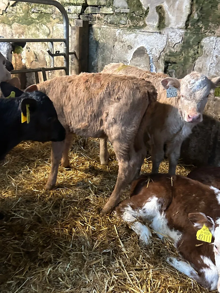 4 charlaois heifer calves - Image 4