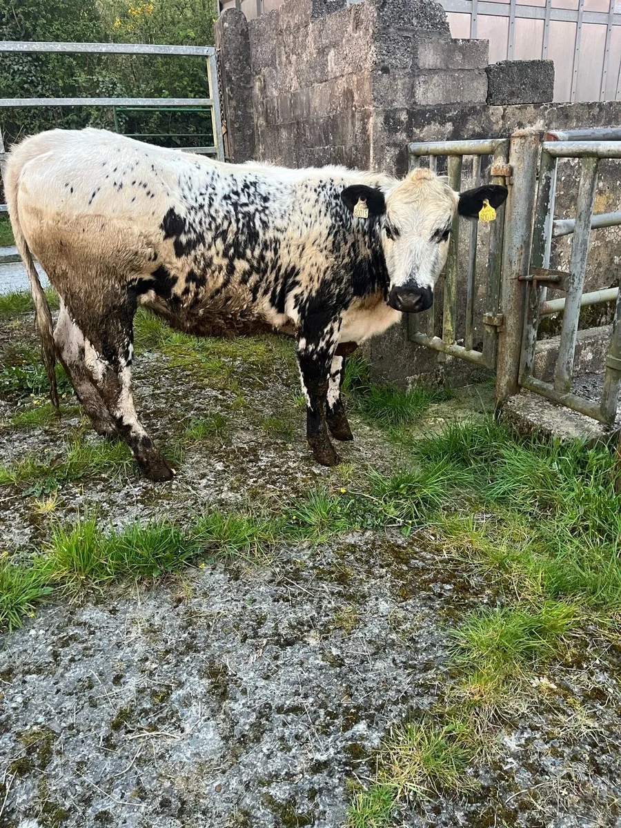Breeding heifer - Image 1