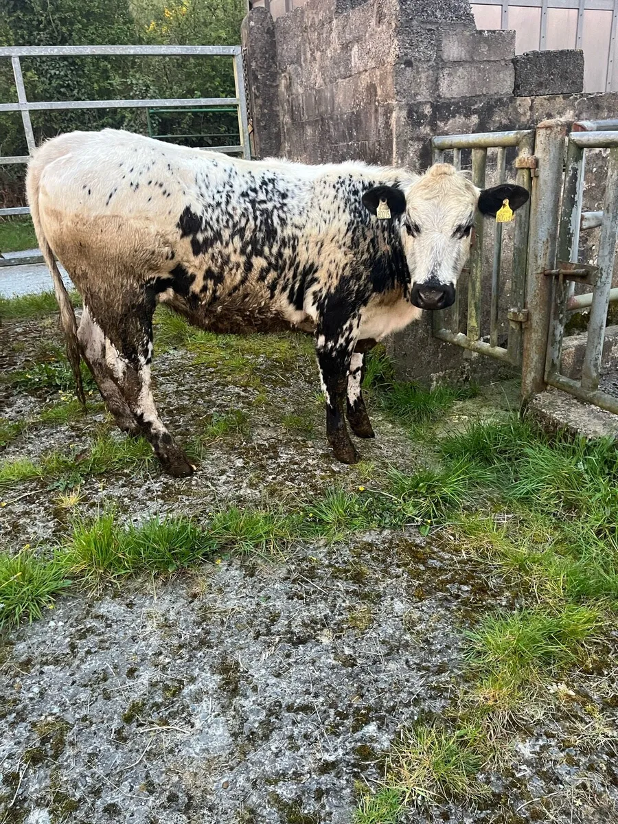 Breeding heifer - Image 2