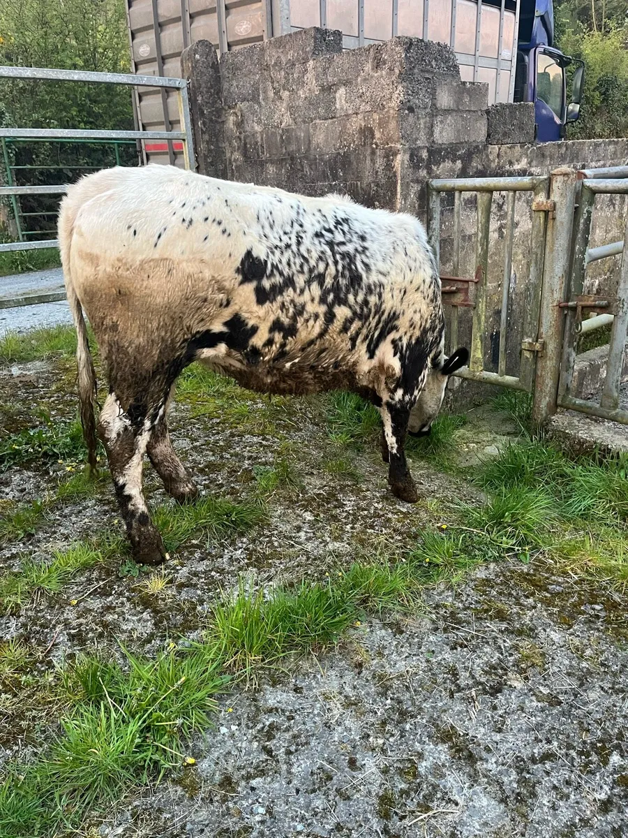 Breeding heifer - Image 3