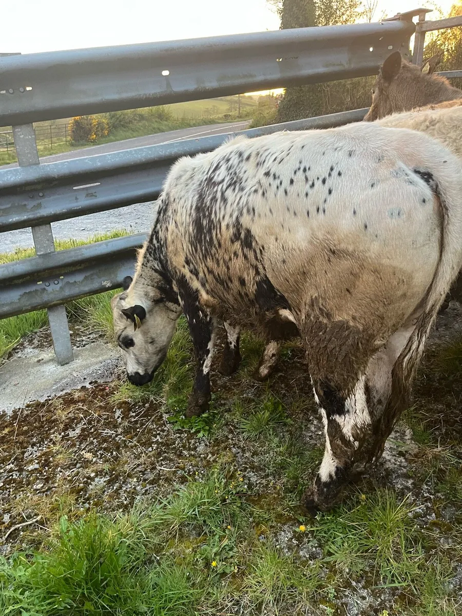 Breeding heifer - Image 4