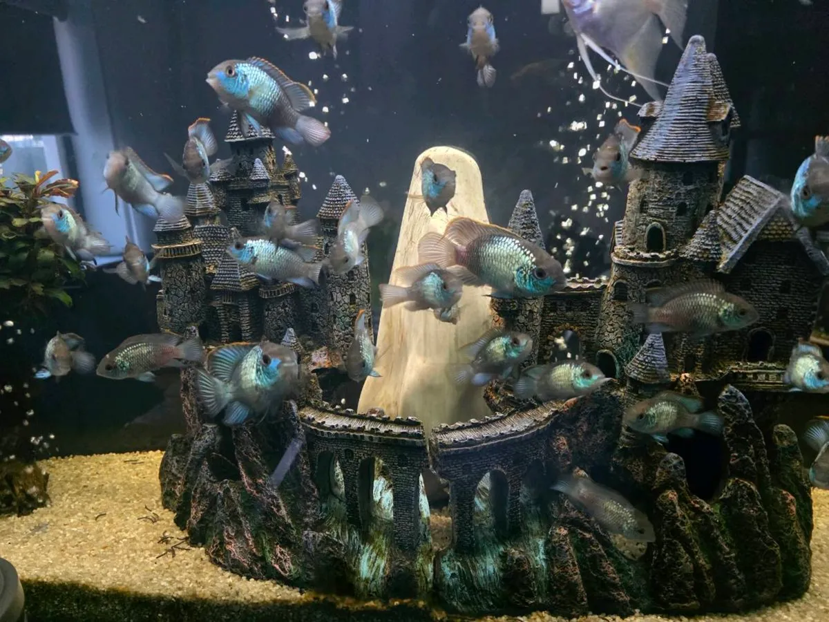 Electric Blue Acara / Fish 🐟 - Image 3