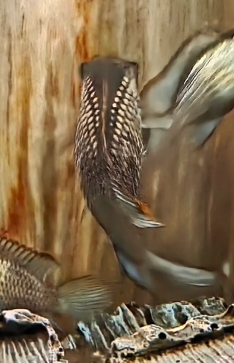 Electric Blue Acara / Fish 🐟 - Image 2