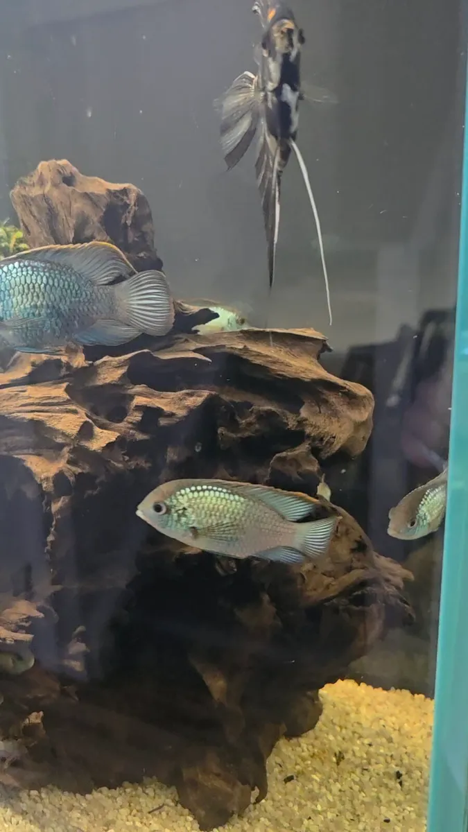 Electric Blue Acara / Fish 🐟 - Image 4