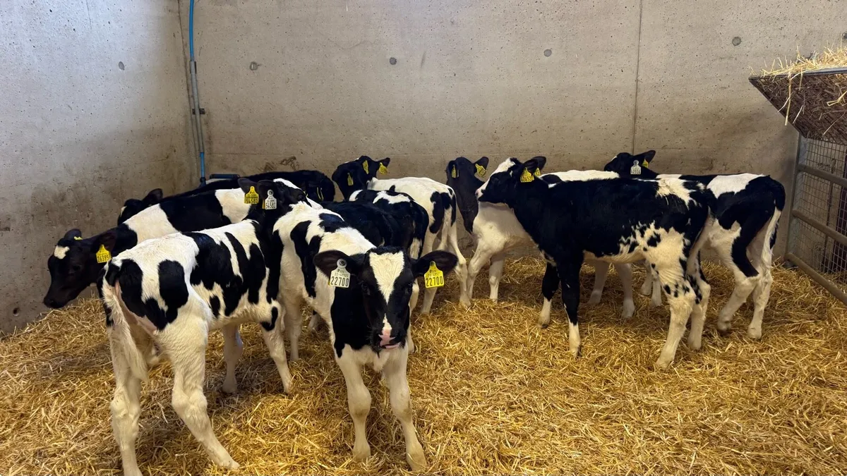 Friesian Heifers - Image 3