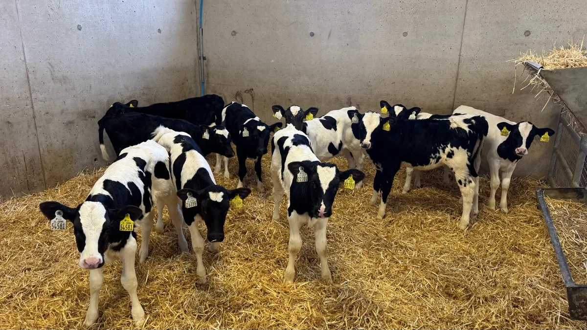 Friesian Heifers - Image 4