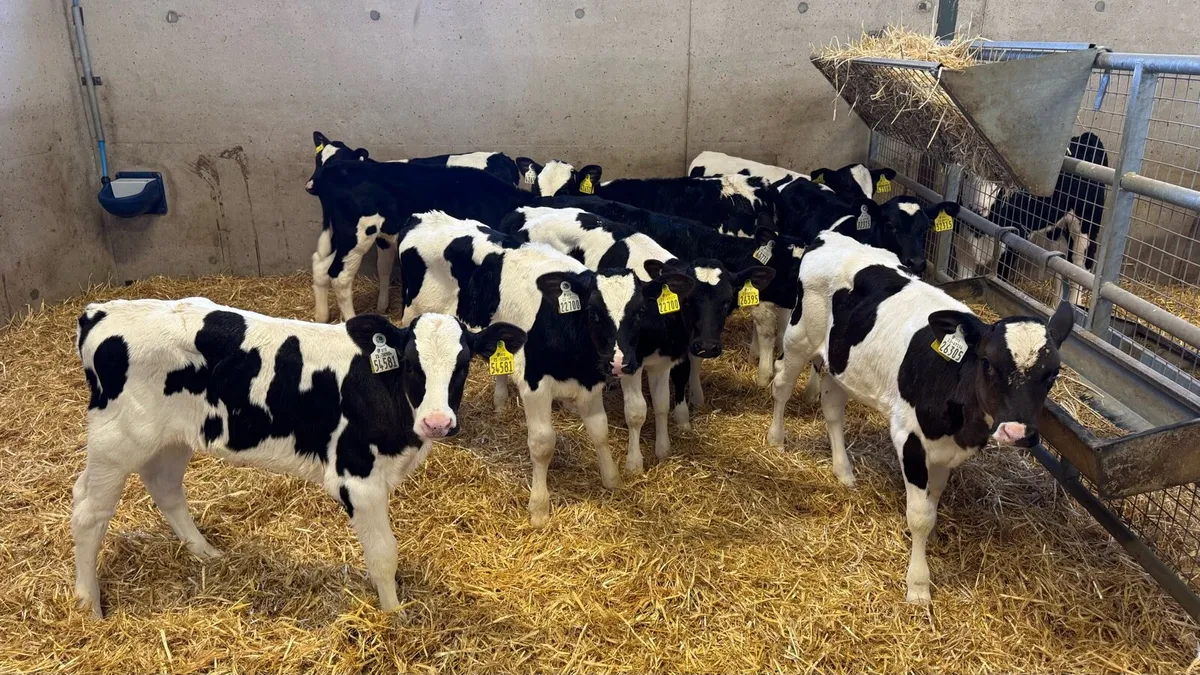 Friesian Heifers - Image 1