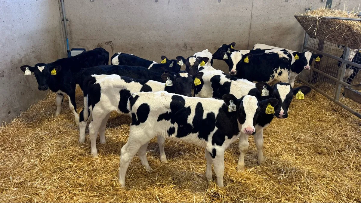 Friesian Heifers - Image 2