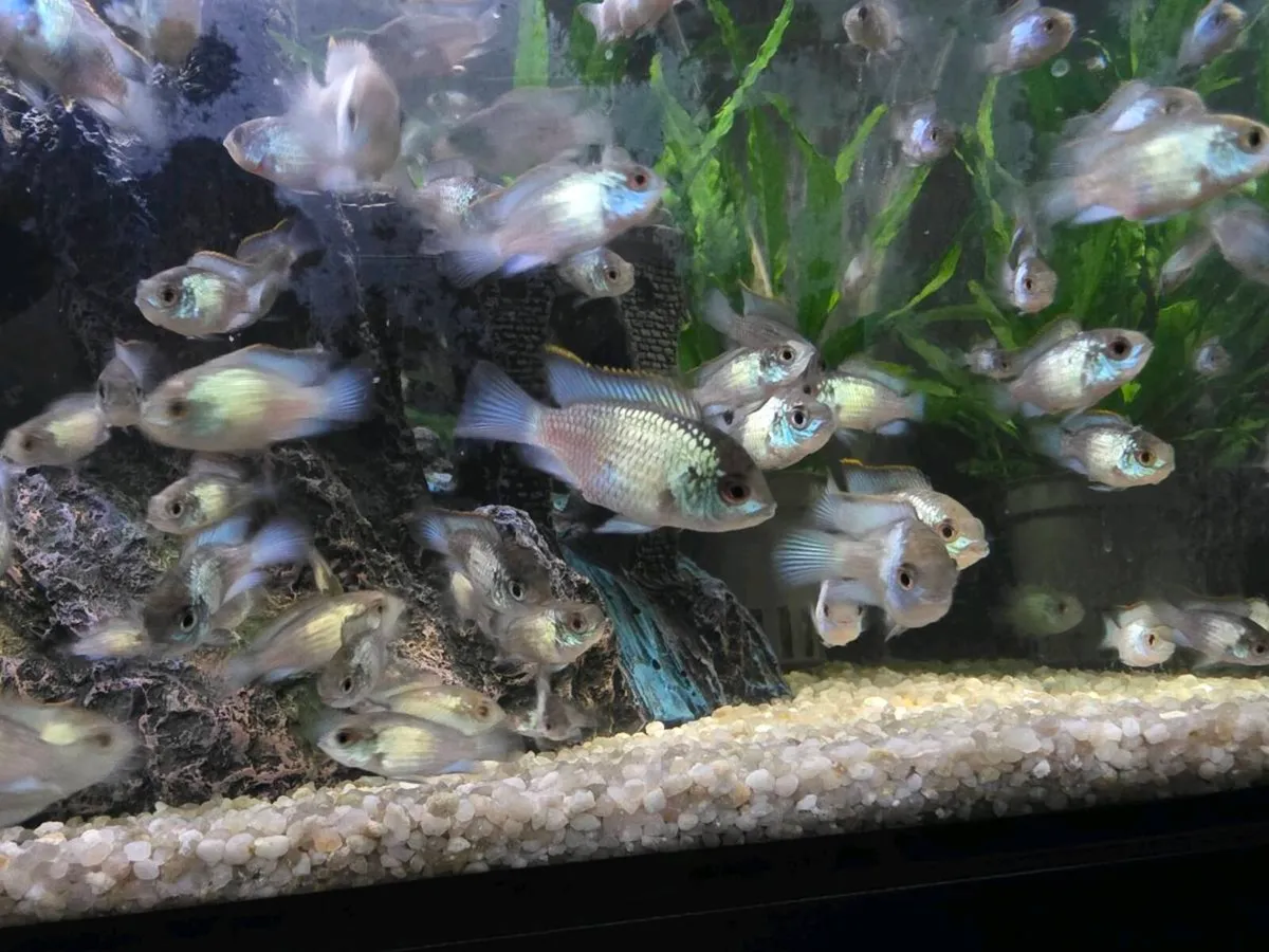 Electric Blue Acara / Fish 🐟 - Image 1