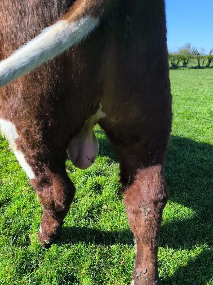Pedigree Beef shorthorn bull - Image 2