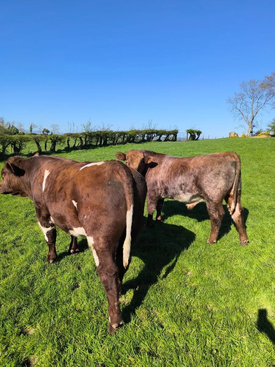 Pedigree Beef shorthorn bull - Image 3