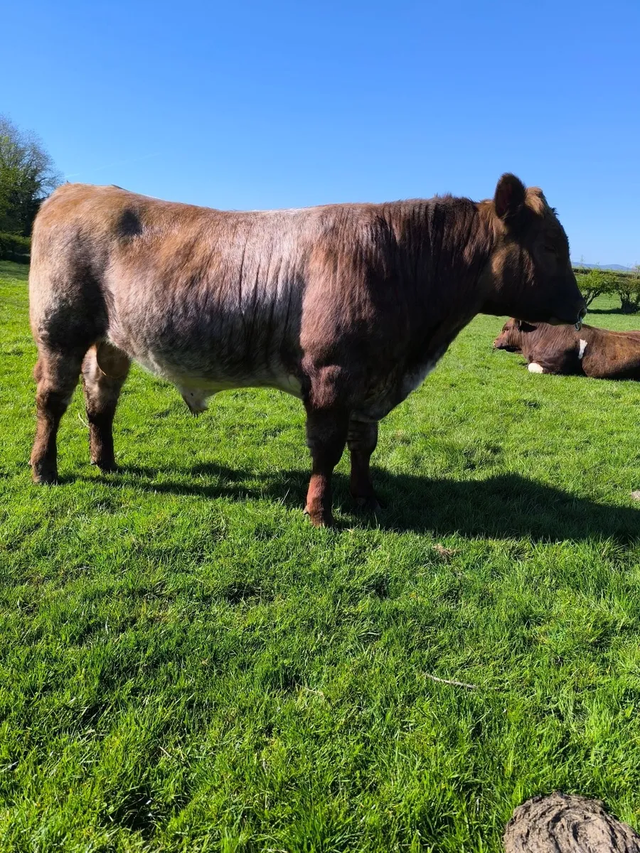 Roan Pedigree Beef shorthorn bull - Image 1