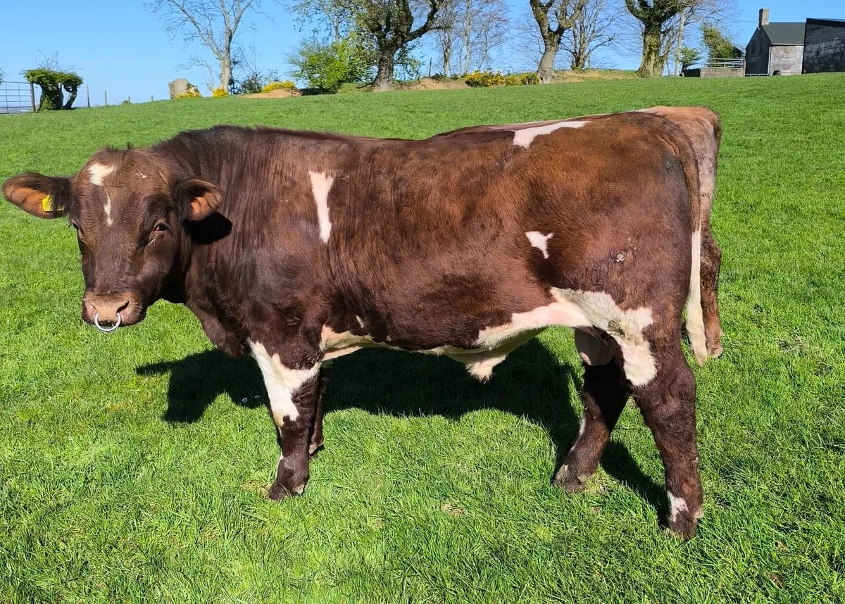Pedigree Beef shorthorn bull - Image 1