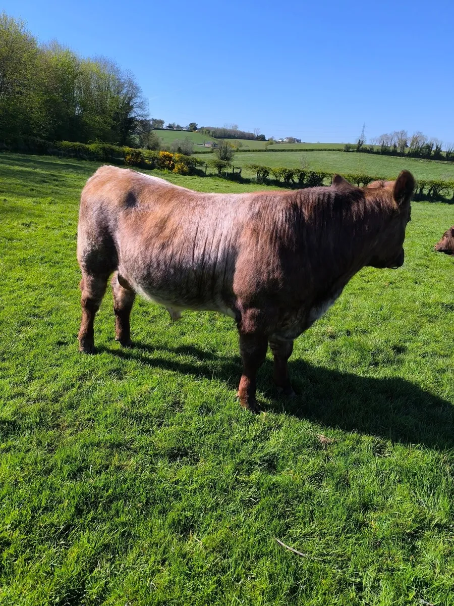 Pedigree Beef shorthorn bull - Image 4