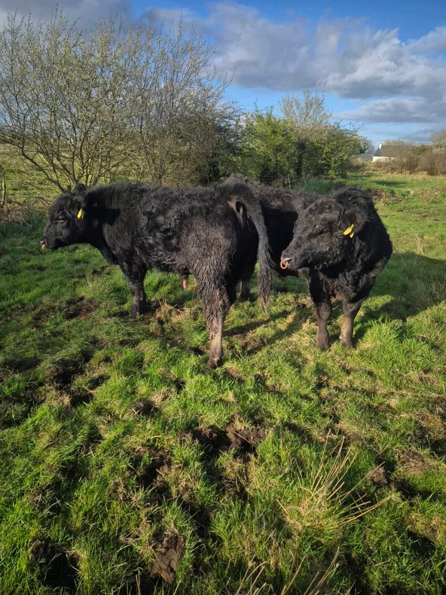 Pedrigee Angus Bulls - Image 4