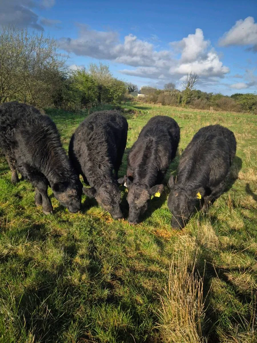 Pedrigee Angus Bulls - Image 1