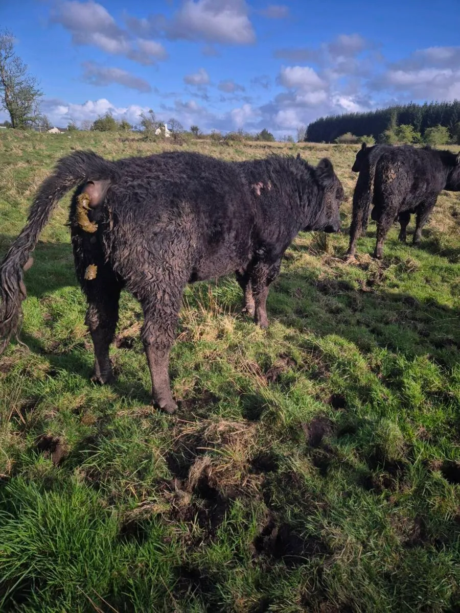Pedrigee Angus Bulls - Image 2