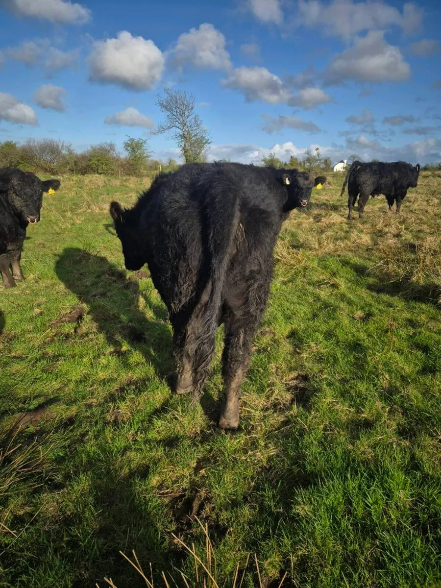 Pedrigee Angus Bulls - Image 3