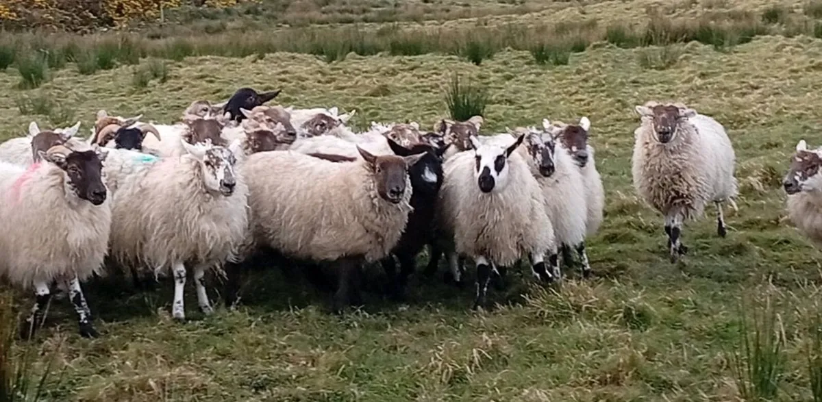 Crossbred Hoggets - Image 2