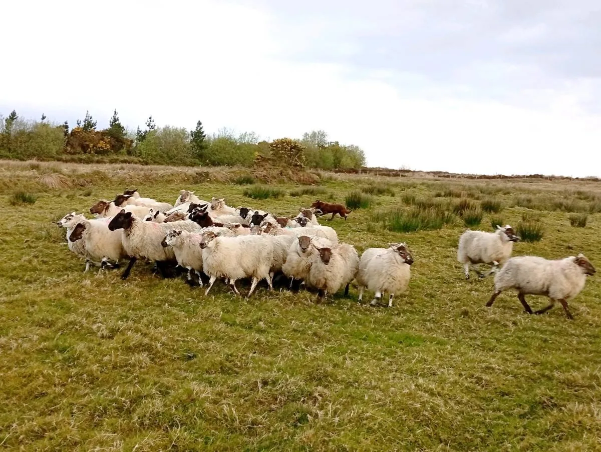 Crossbred Hoggets - Image 1