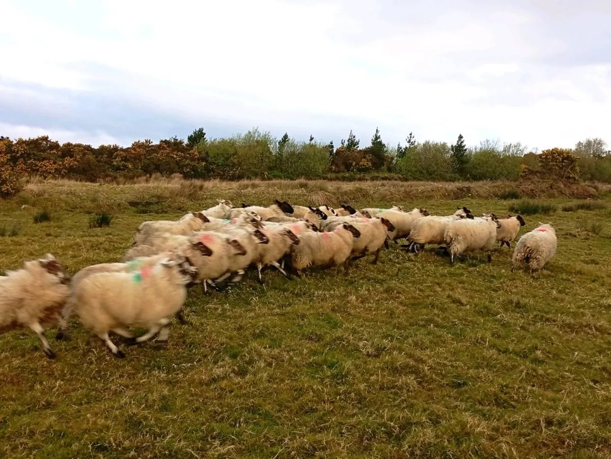 Crossbred Hoggets - Image 3
