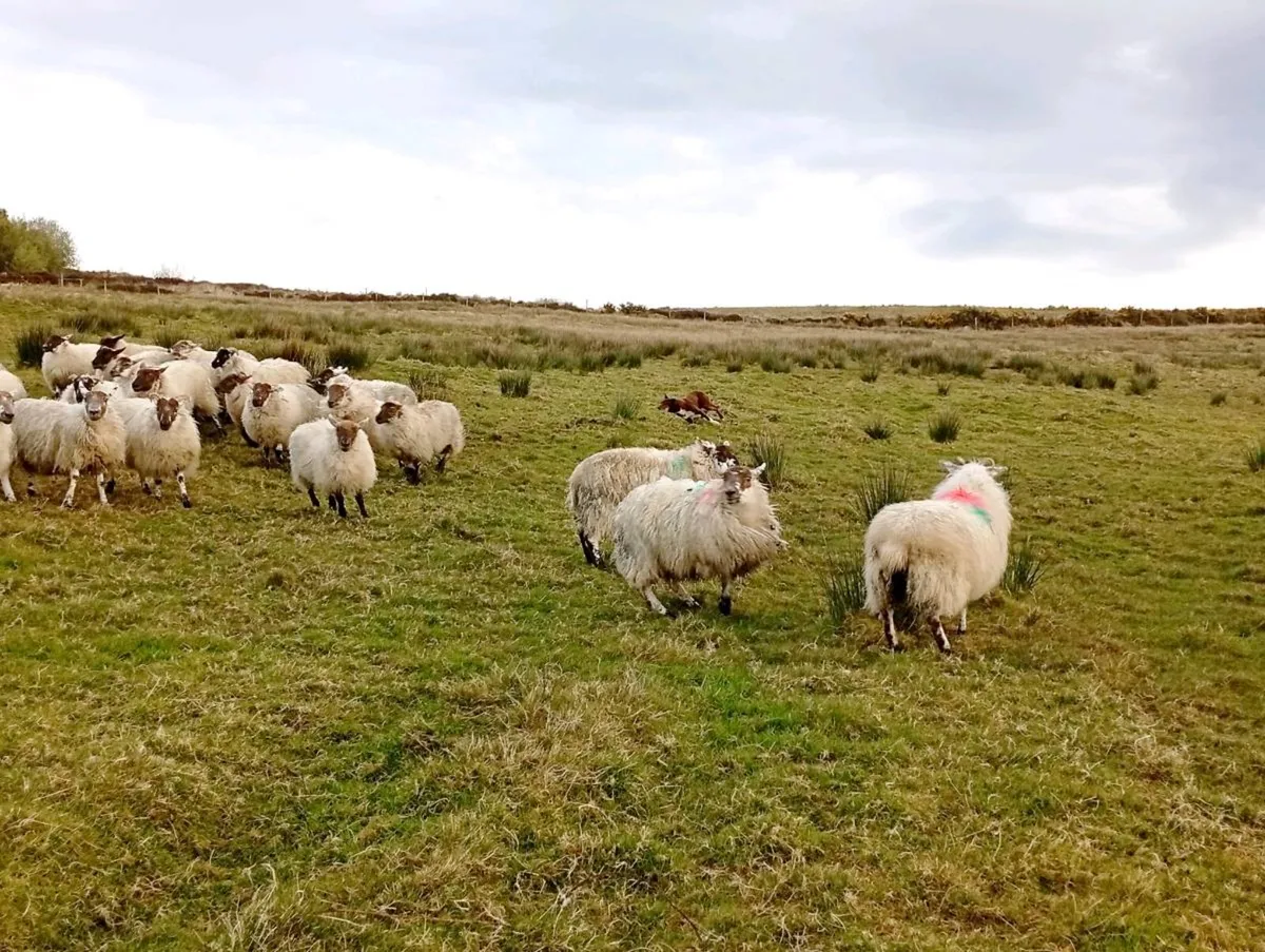 Crossbred Hoggets - Image 4