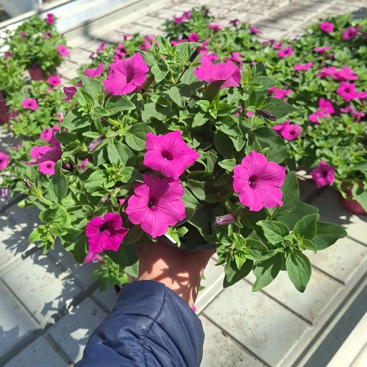 Premium Supertunia Vista plants for sale - Image 3