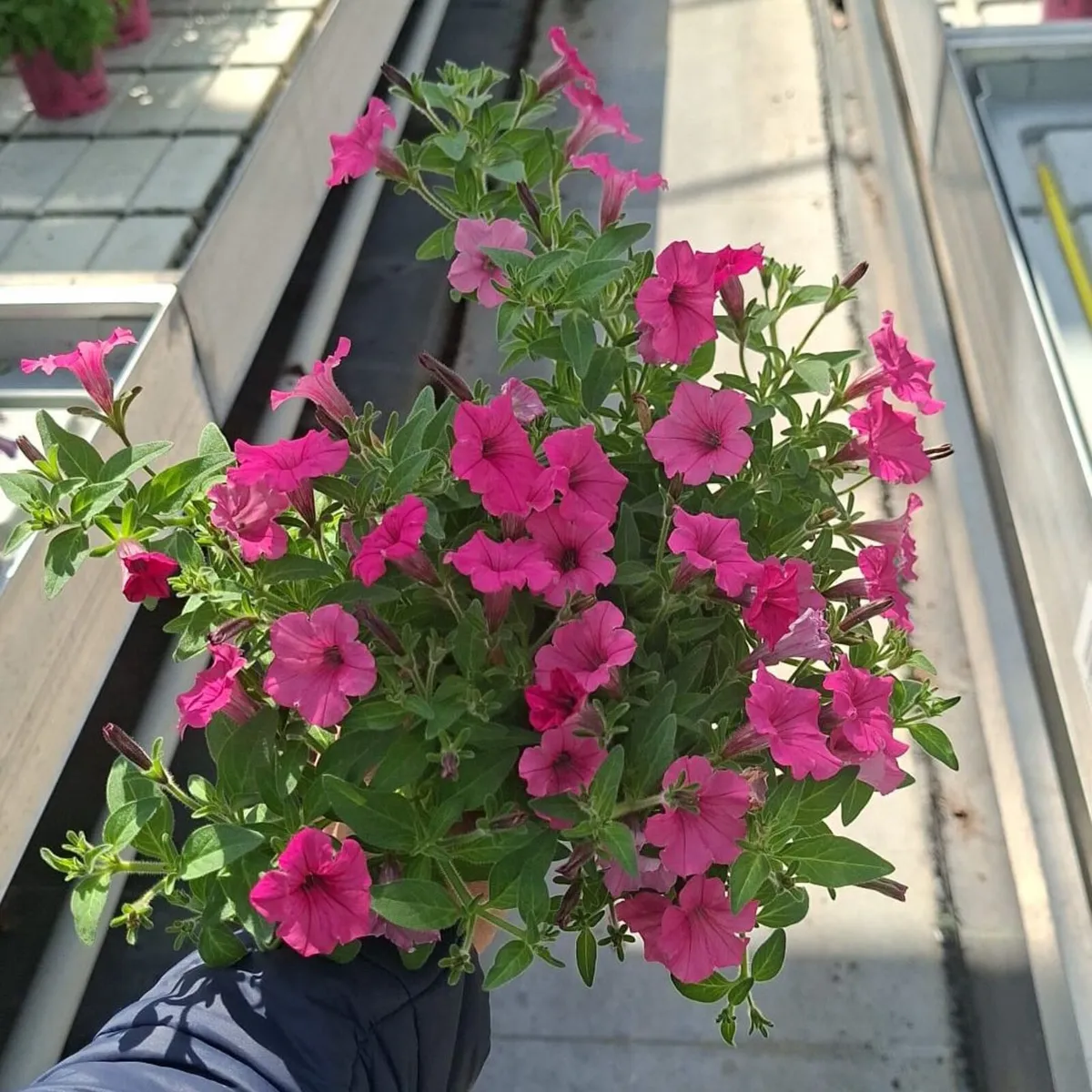 Premium Supertunia Vista plants for sale - Image 1